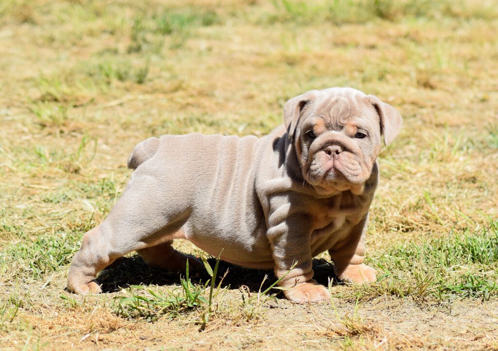Bulldog Lilac tan
