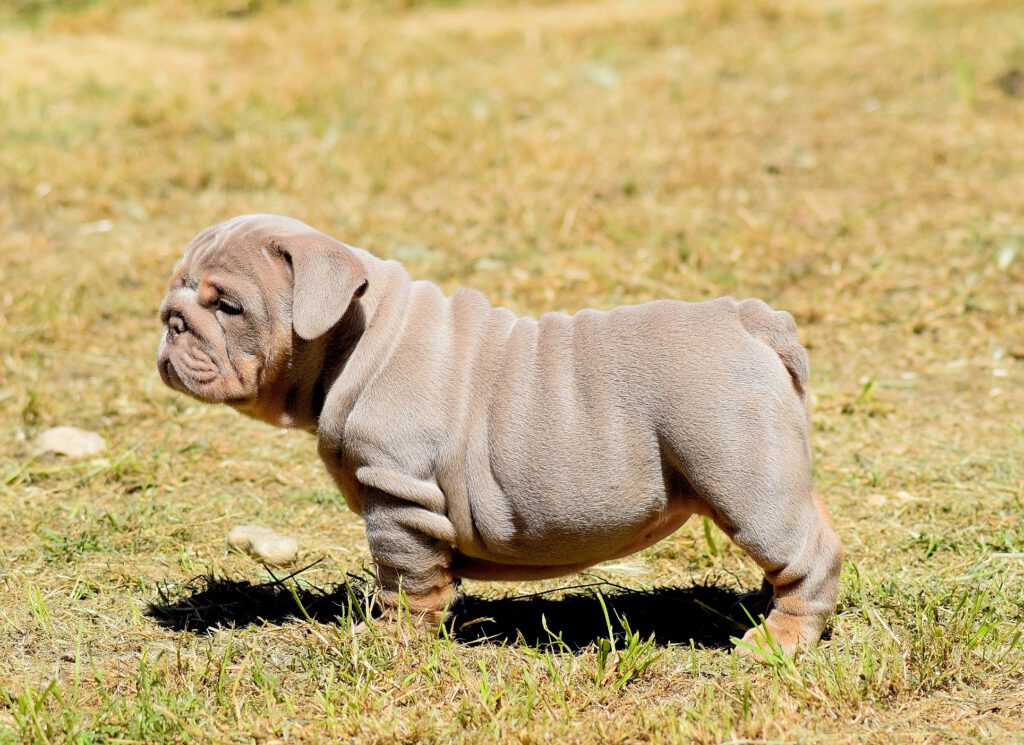 bulldog ingles exotico lilac tan