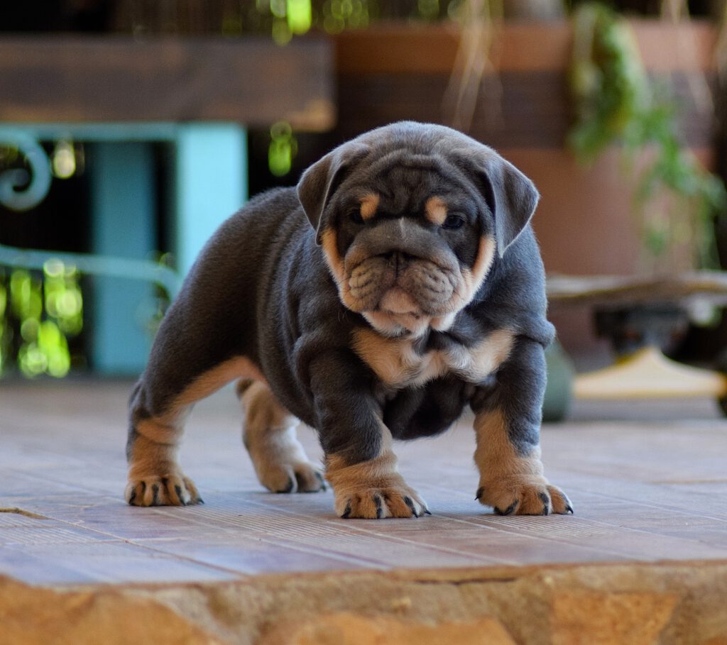 bulldog ingles exotico blue tan