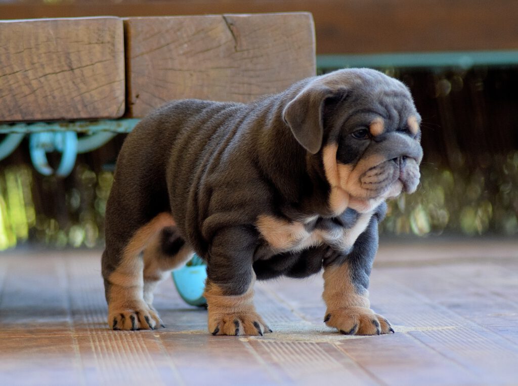 bulldog blue