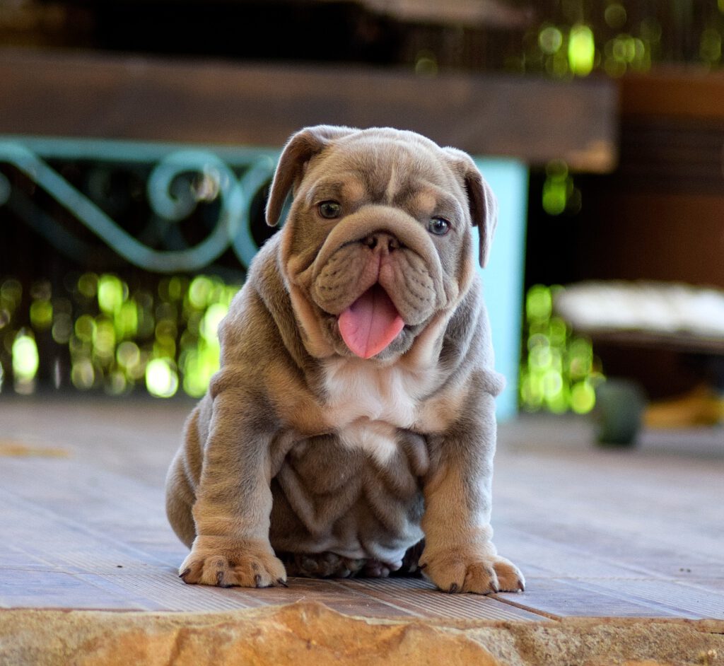 lilac tricolor bulldog