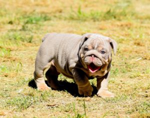lilac tan bulldog