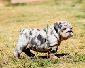 bulldog ingles blue merle
