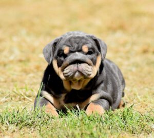 bulldog ingles blue tan