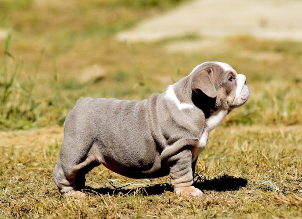 Norton Bulls Princesa, Lilac Tricolor