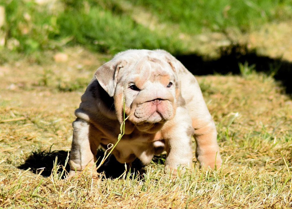 bulldog ingles lilac tan merle