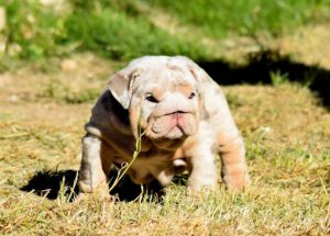 bulldog ingles lilac tan merle