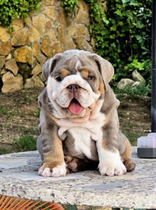 lilac tricolor exotic bulldog