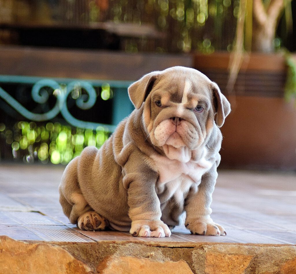 lilac tricolor bulldog