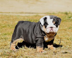 bulldog ingles blue