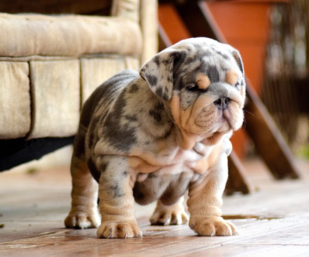 bulldog blue tan merle