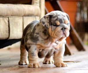 bulldog blue tan merle