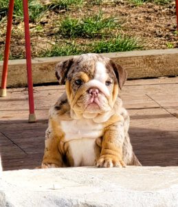 chocolate merle tricolor