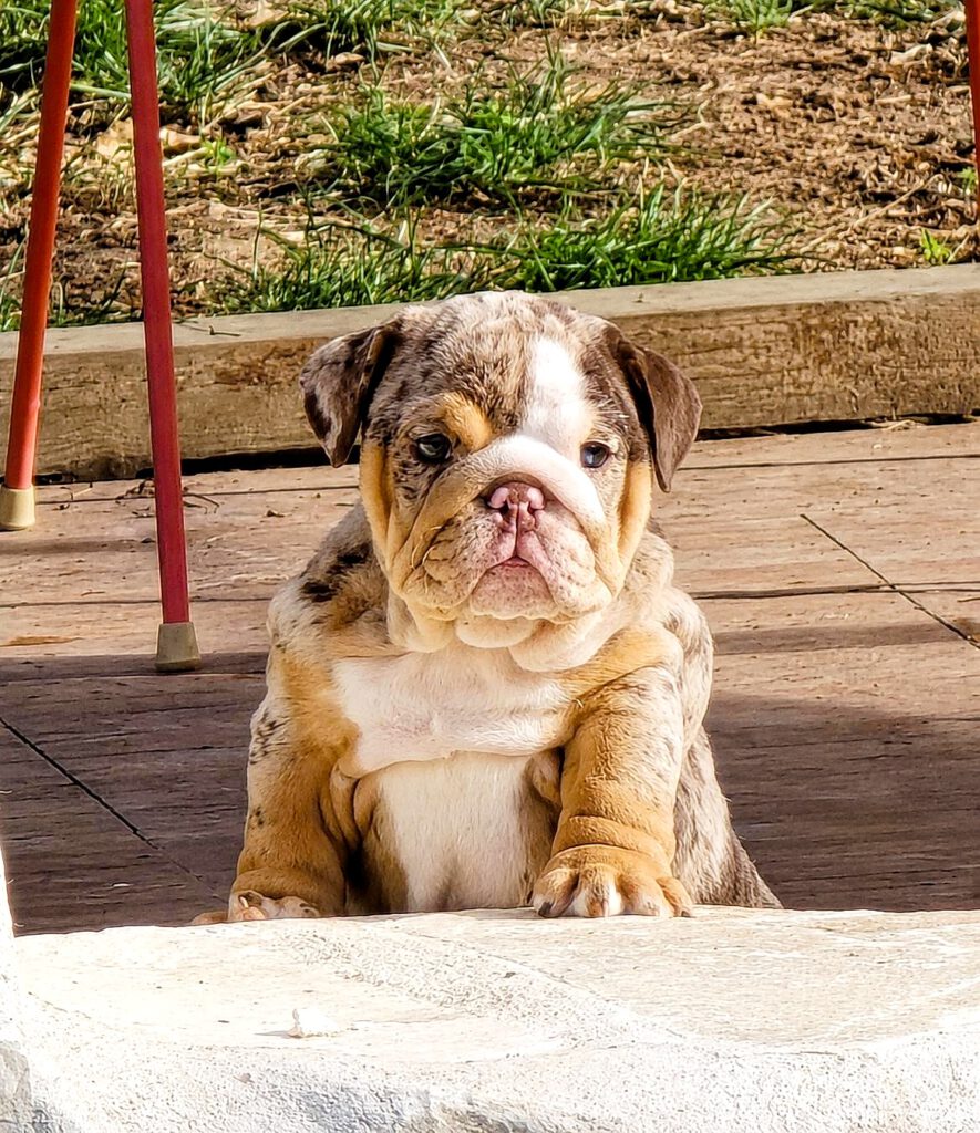 chocolate merle tricolor