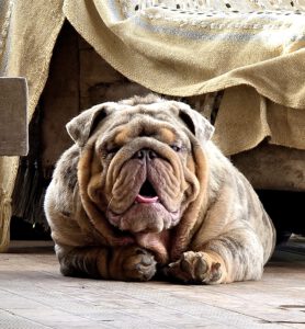 bulldog exotivo merle lilac