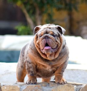 bulldog ingles lilac merle