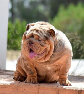 exotic bulldog merle