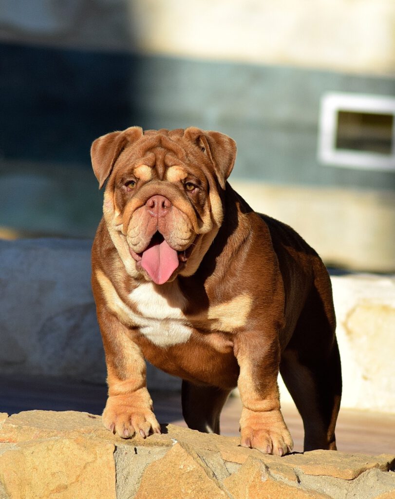 bulldog ingles chocolate tan