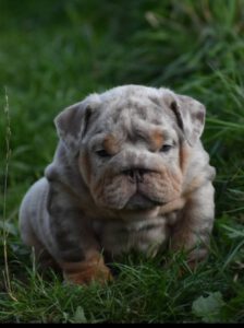 cachorro bulldog ingles exotico