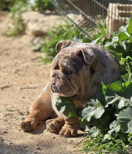 bulldog exotico merle