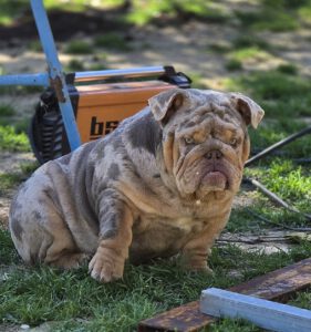 bulldog ingles exotico merle lilac tricolor