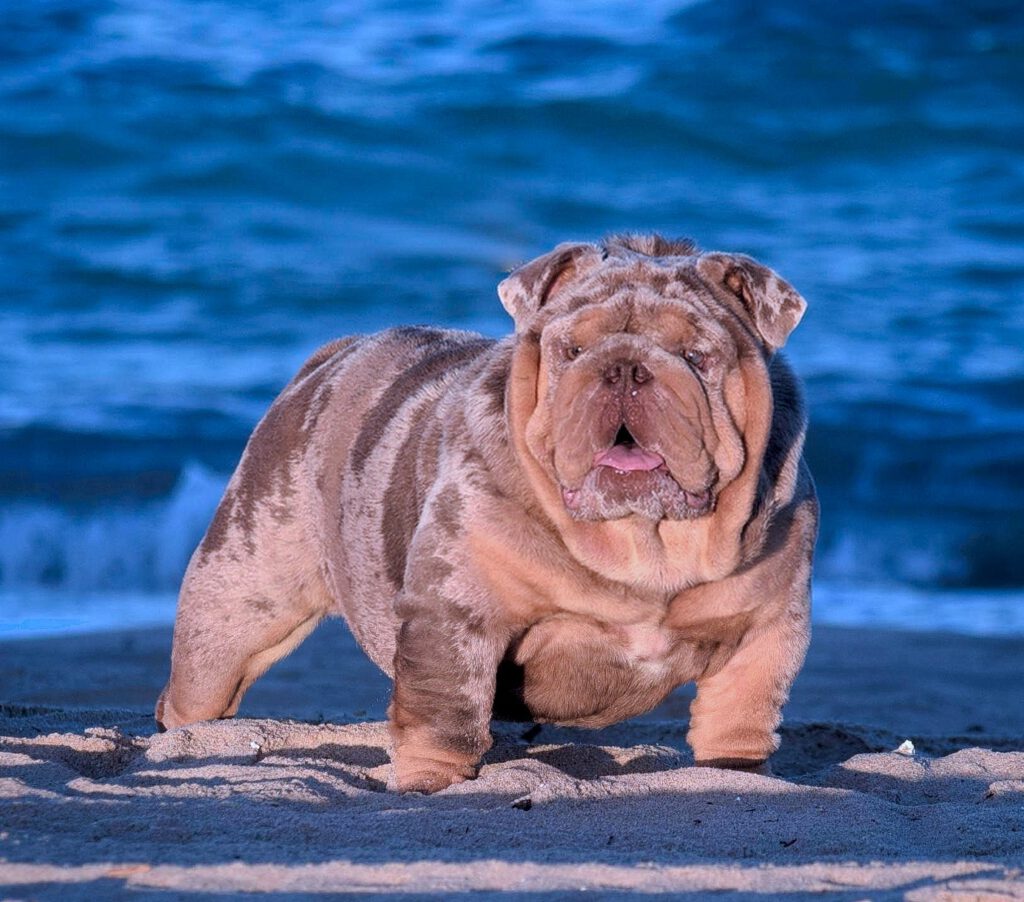 bulldog lilac merle