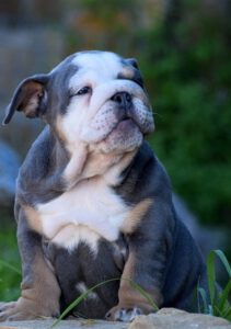bulldog exotico Blue
