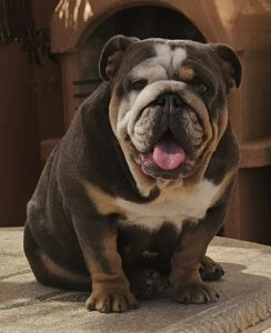 exotic bulldog