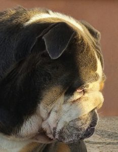 hembra bulldog ingles blue