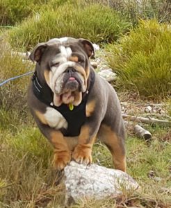 bulldog ingles exotico blue tricolor